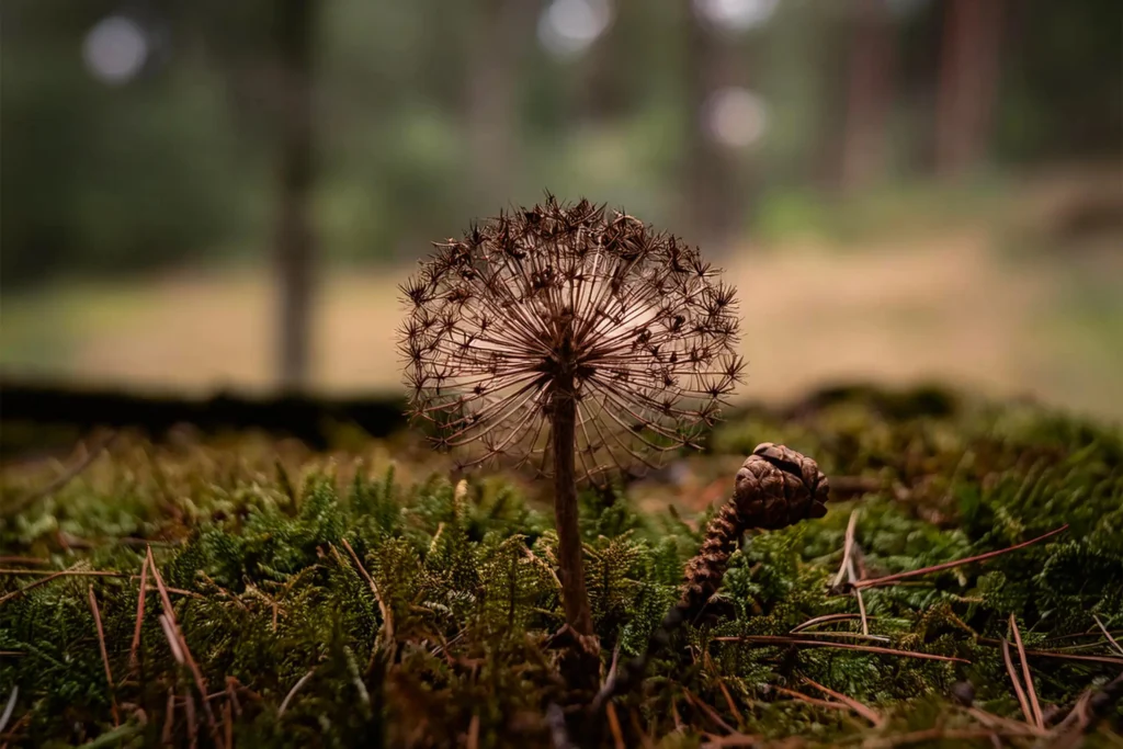 Dandelion in the Forest: A Tantric Metaphor for Letting Go